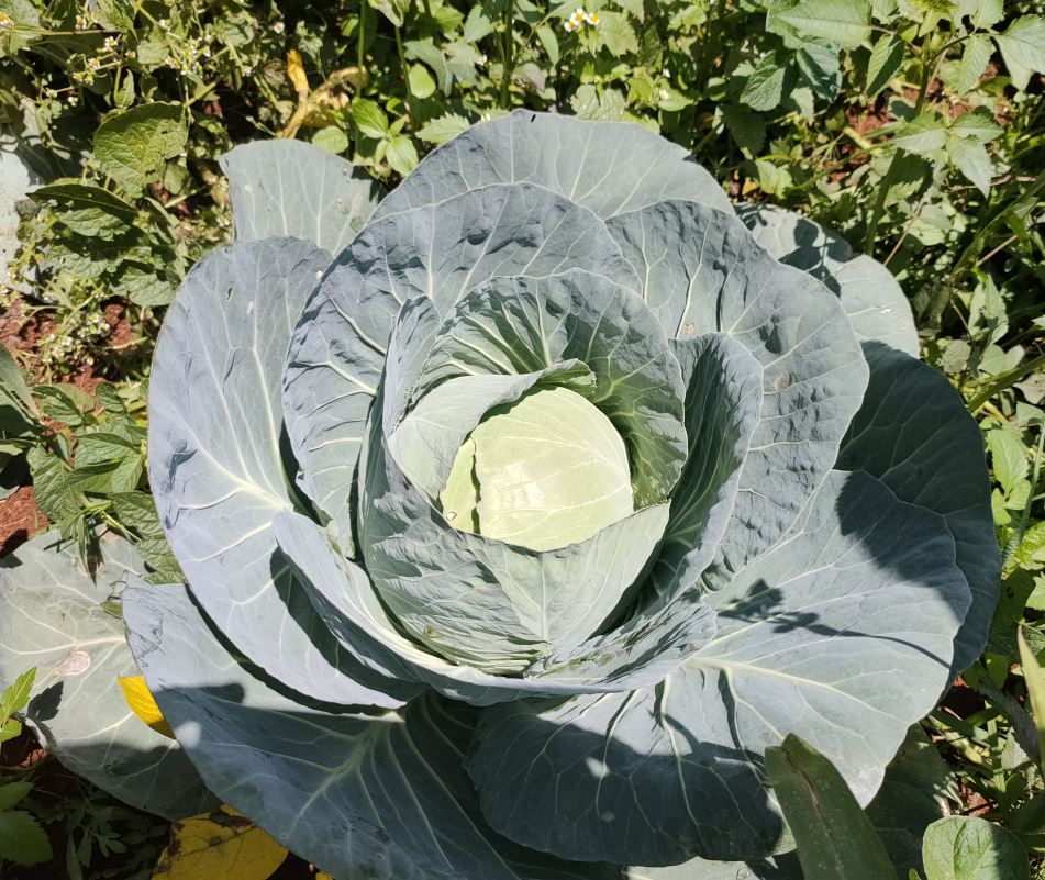Cabbage at Jabini